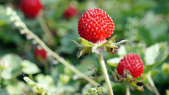 Rubus Closeup Of Red Balloon Berry Or Strawberry R Stock Photo Image Of  Berries, Flora: 124752458