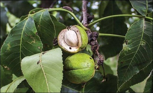 Southern Shagbark Hickory (Carya Caronlinae Septentrionalis)