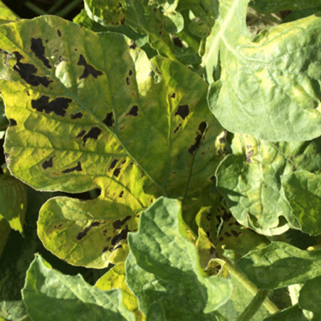 Spider Mites Damage Plant