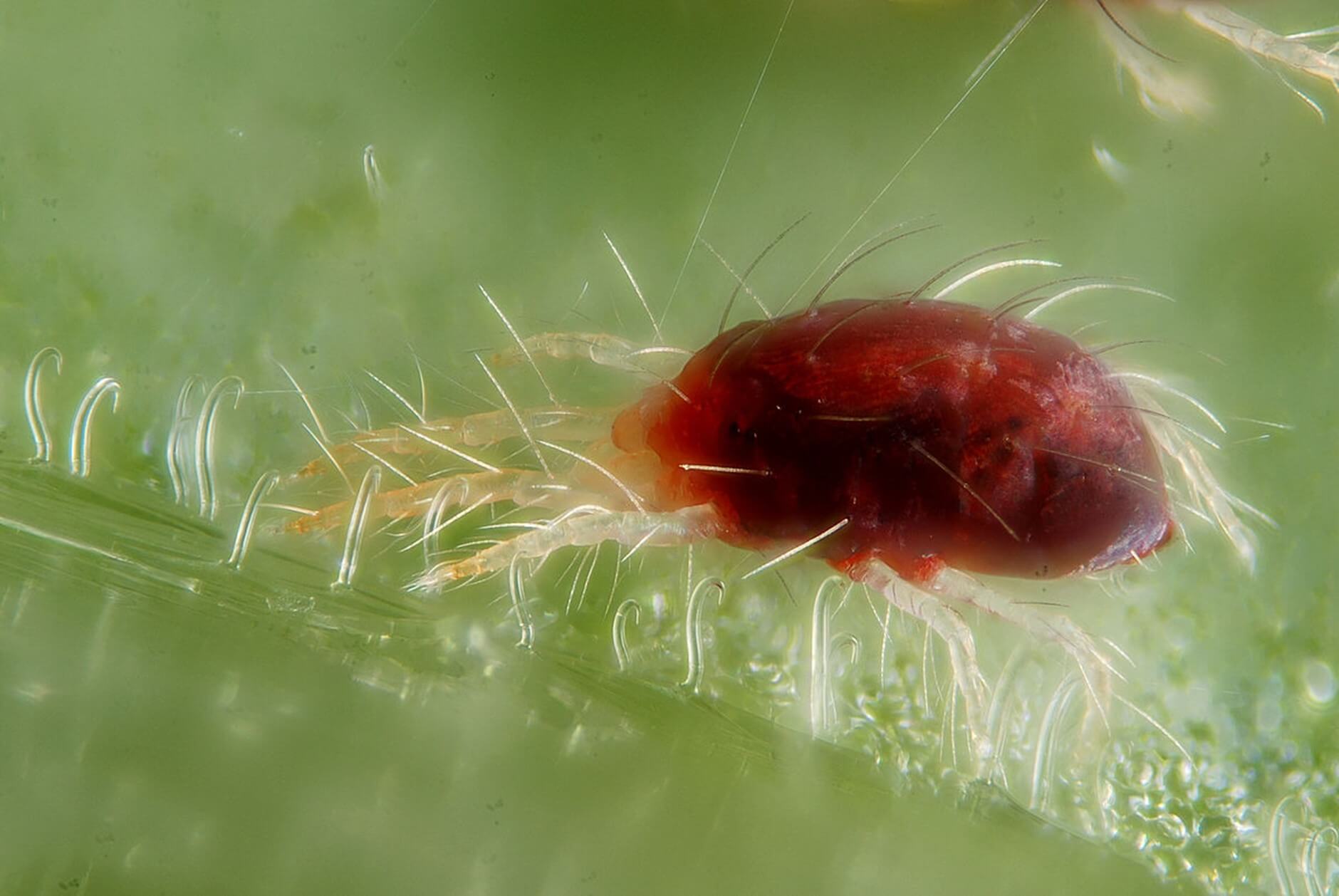 Spider Mites Insect