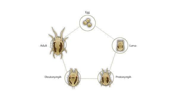 Spider Mites Life Cycle