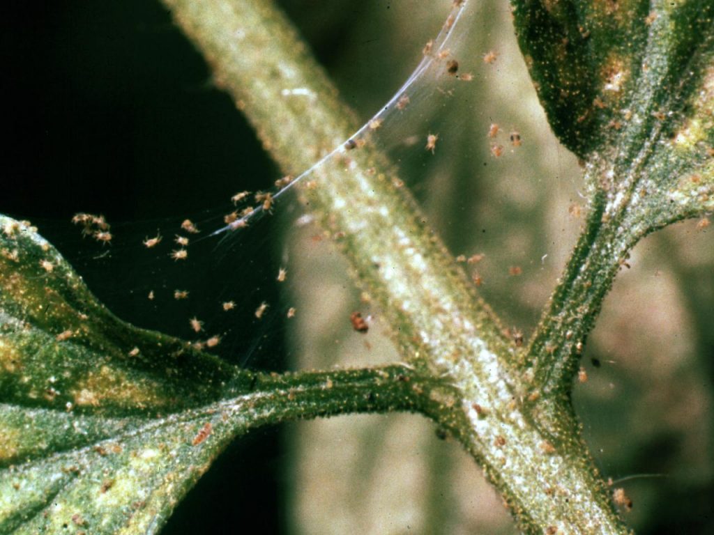 Spider Mites on Plants: 12 Effective Ways to Kill Spider Mites