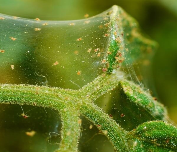 Spider Mites on Plants