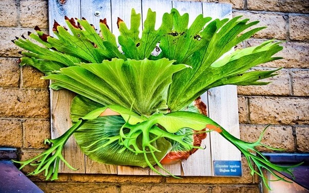 Staghorn Fern