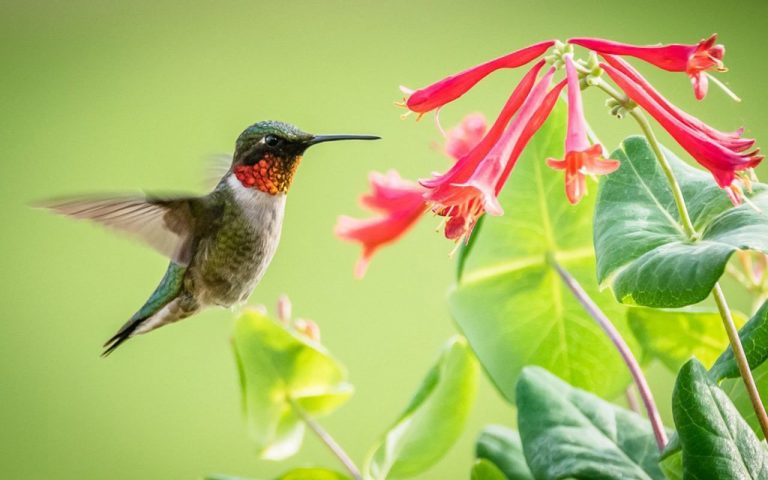 Tips for Placing Your Hummingbird Feeder 