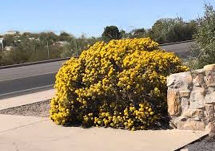 Turpentine Bush