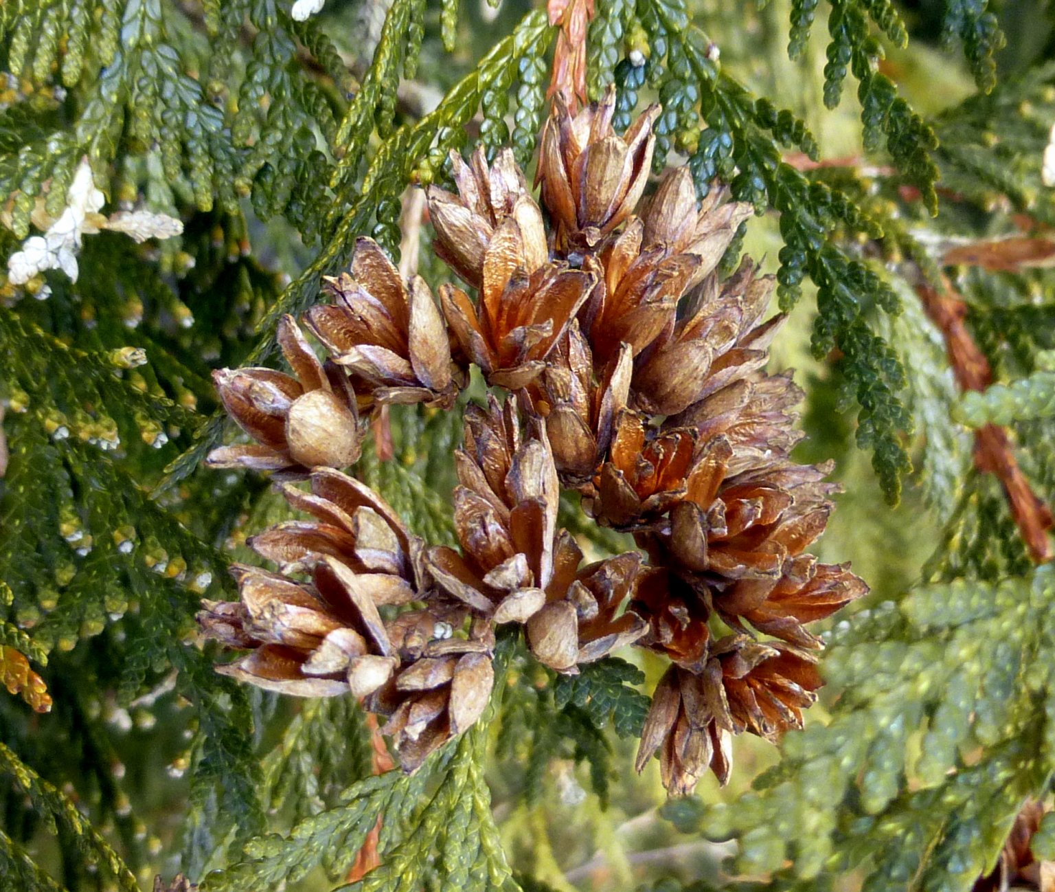 Cedar cedar
