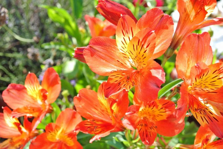 Types of Orange Flowers: Stunning Orange Flowering Plants