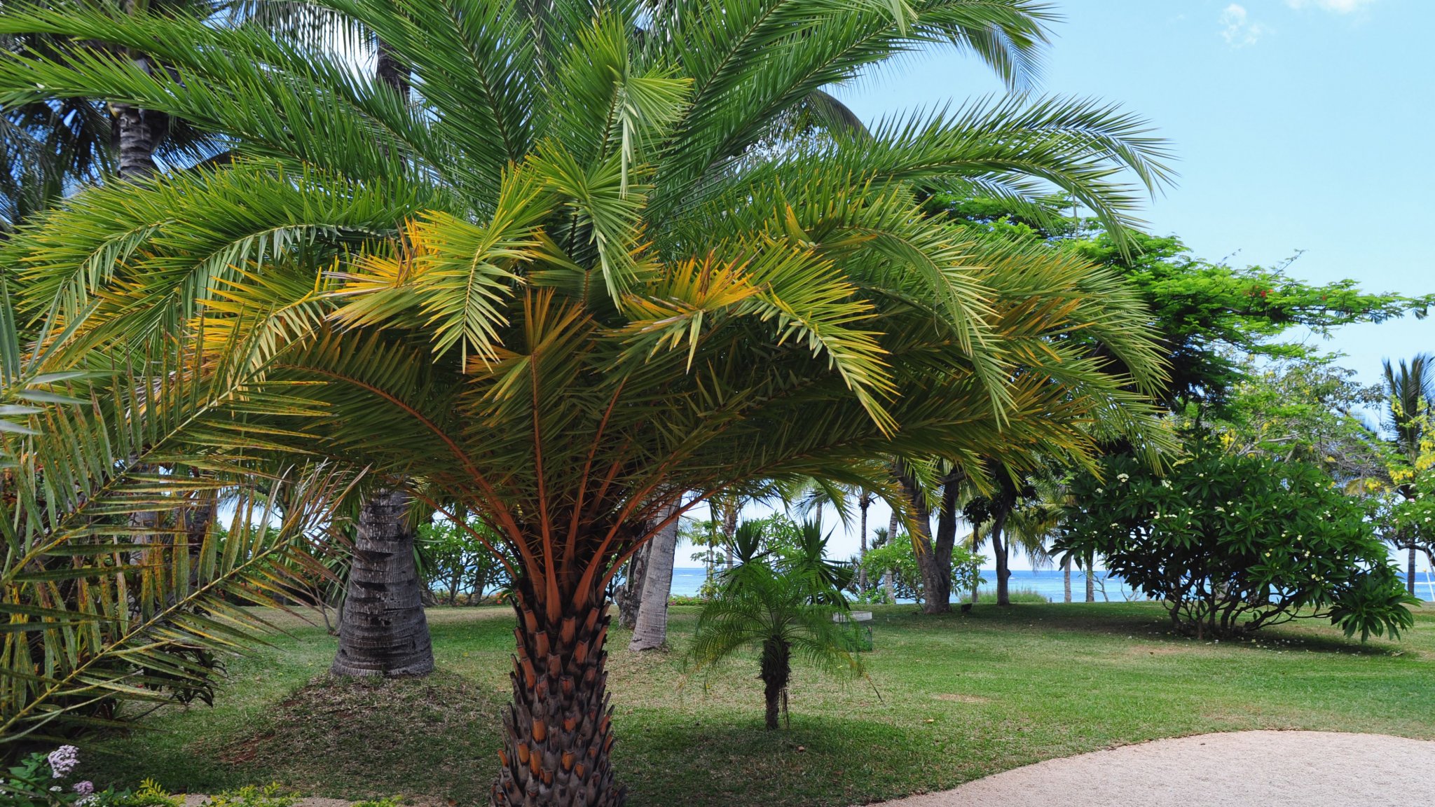 Palm Trees Identification Guide (Pictures and Names) - EatHappyProject 