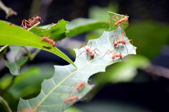 Types of Tree Ants