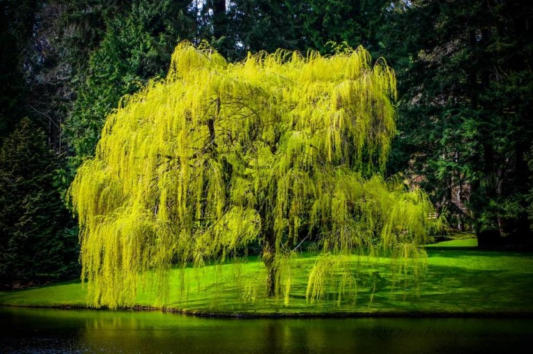 Types of Willow Trees and Shrubs