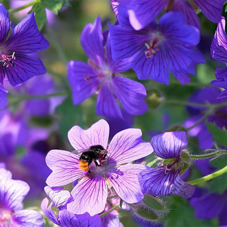 Violet Flower