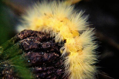 Walnut Caterpillar