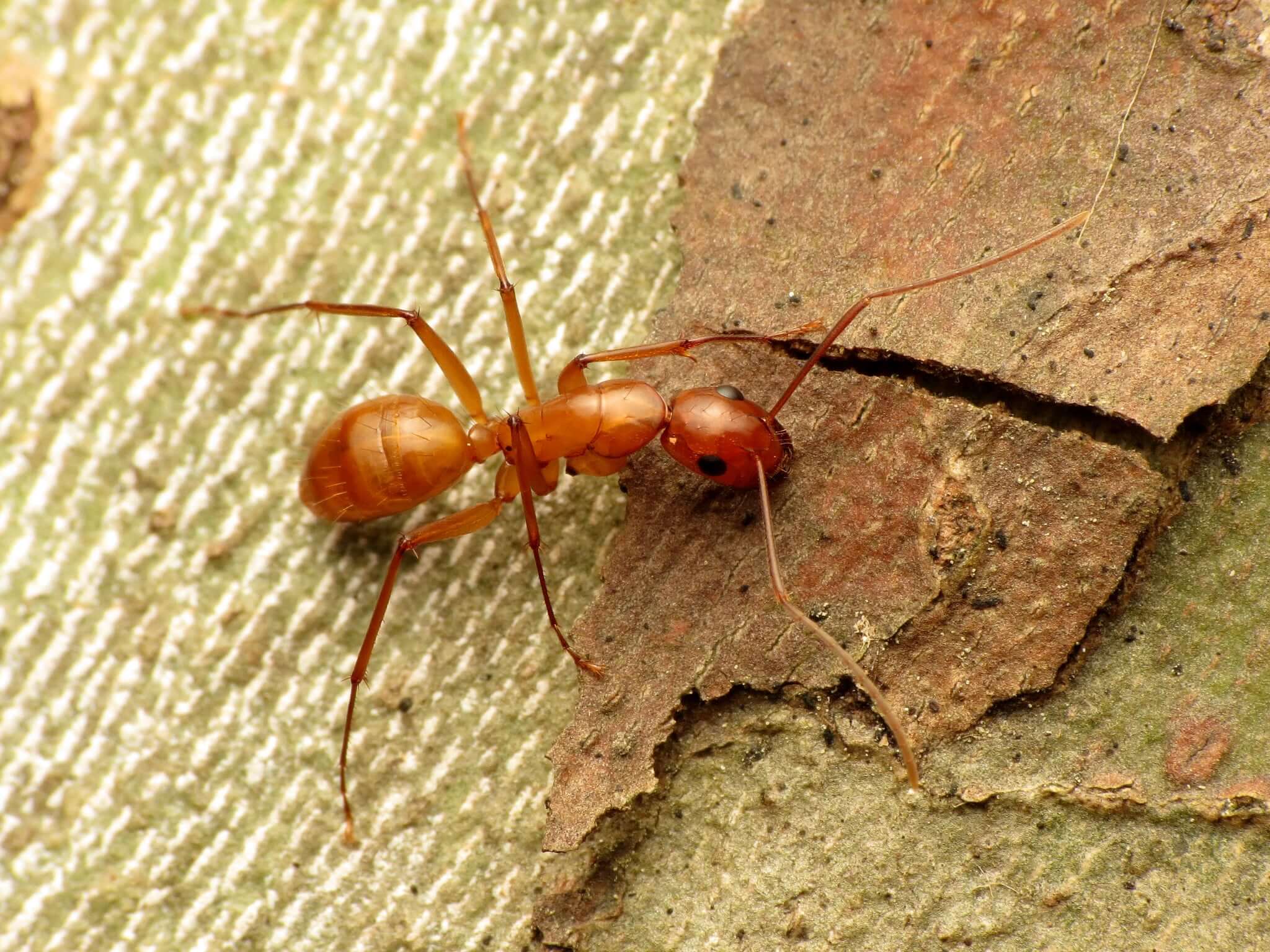  What to Do If Your Tree Is Infested with Ants-The Complete Guide 