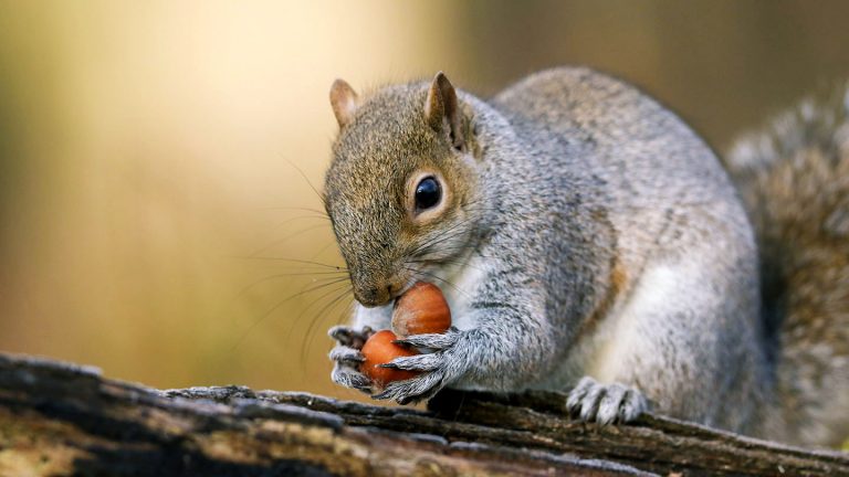 What to Feed Squirrels – Everything You Need to Know 