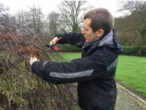 Why Prune Japanese Maple Trees