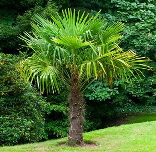 Windmill Palm (Trachycarpus Fortunei)
