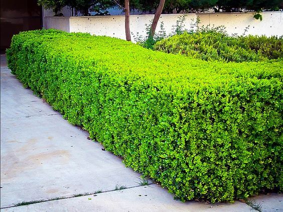 Winter Gem Boxwood