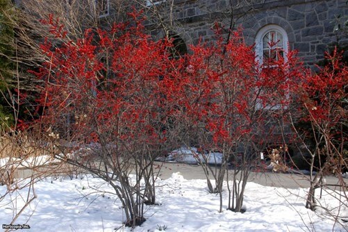 Winterberry