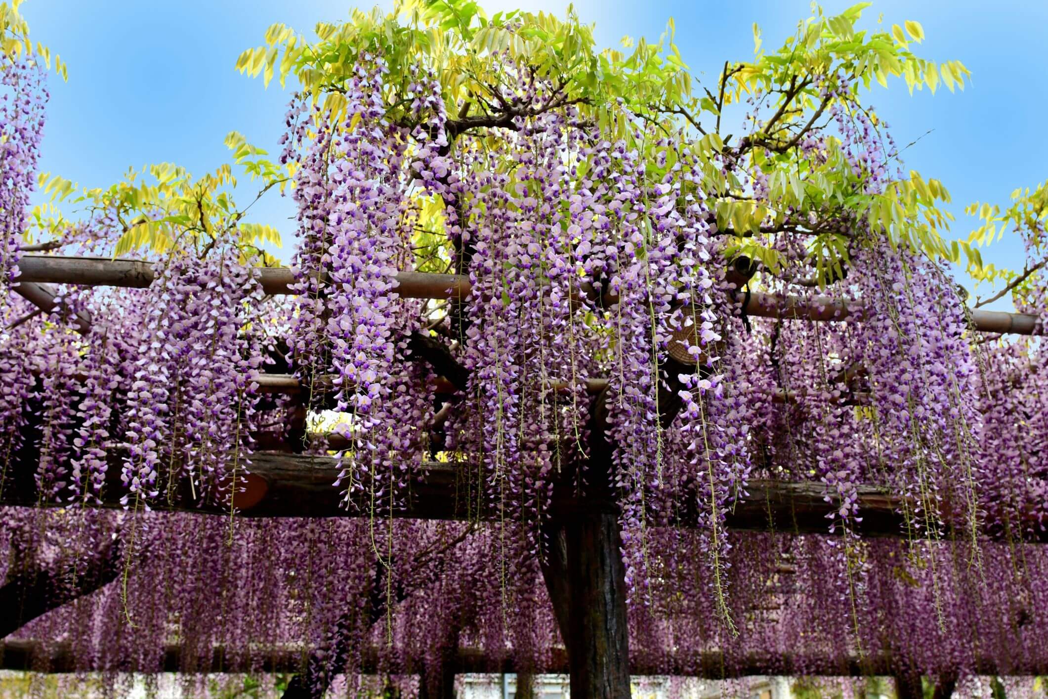 Wisteria Trees