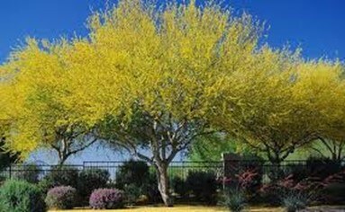 Yellow Paloverde