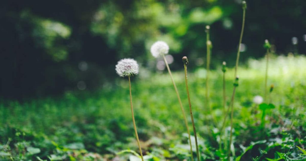 10 Effective Ways to Get Rid of a Lawn Full of Weeds