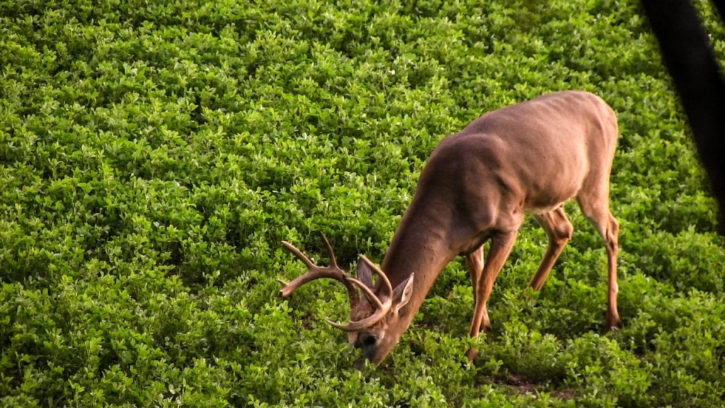 10 Food Plot Mistakes That You Should Avoid at All Cost 