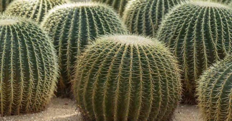 15+ Types of Cacti Indoors and Outdoors