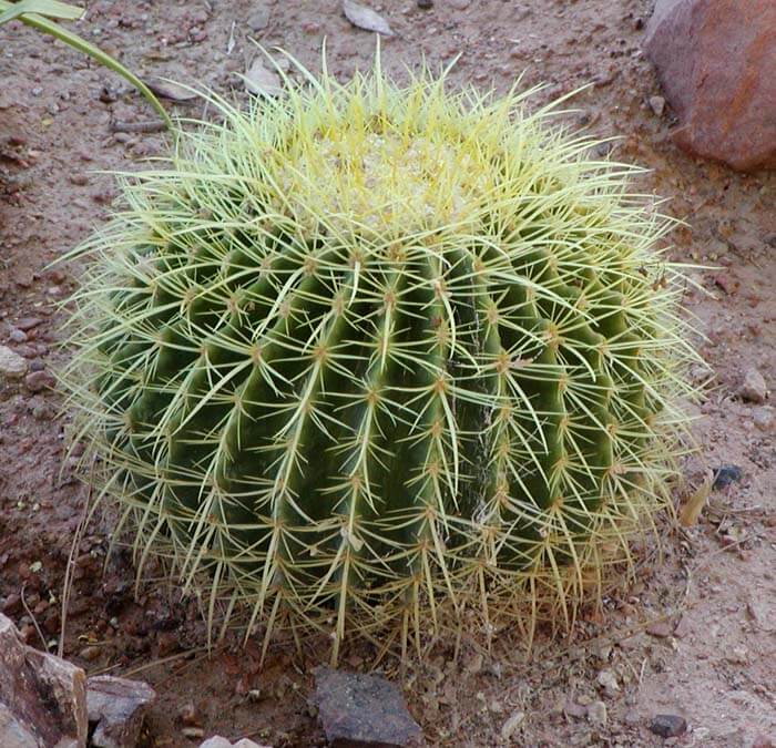 Barrels Cactus