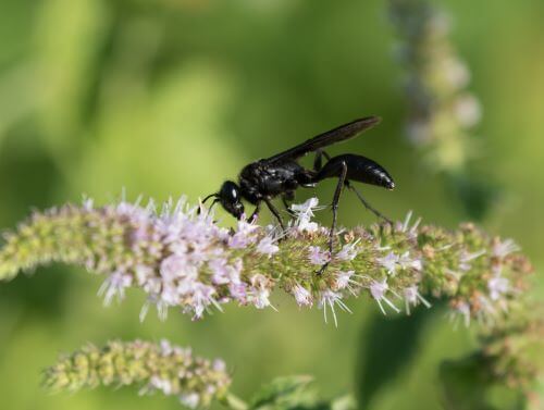 Black Wasp