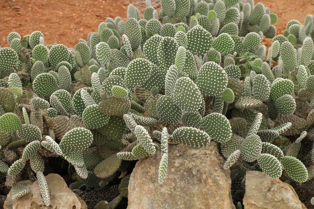 Bunny Pear Cactus