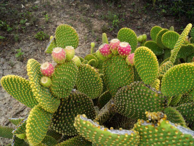 Bunny Pear Cactus