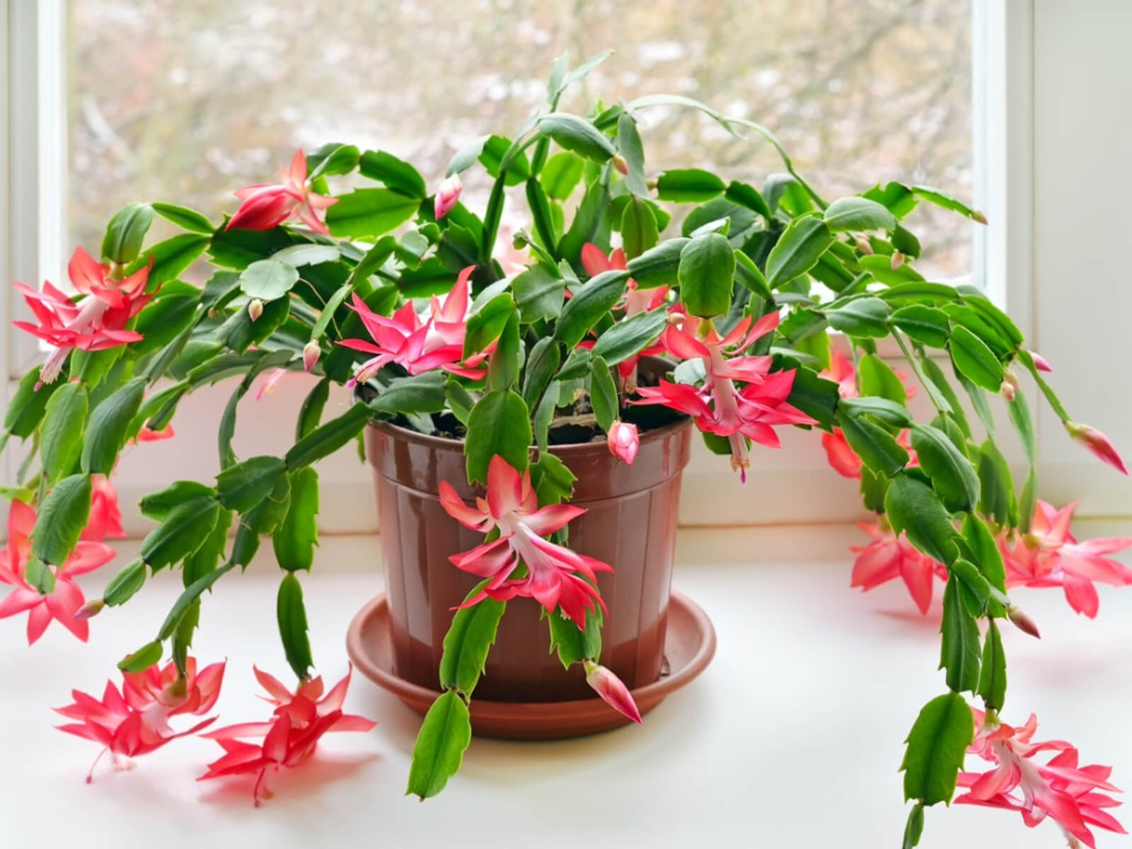 Christmas Cactus