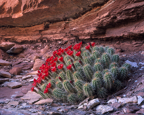 Claret Cup Cactus