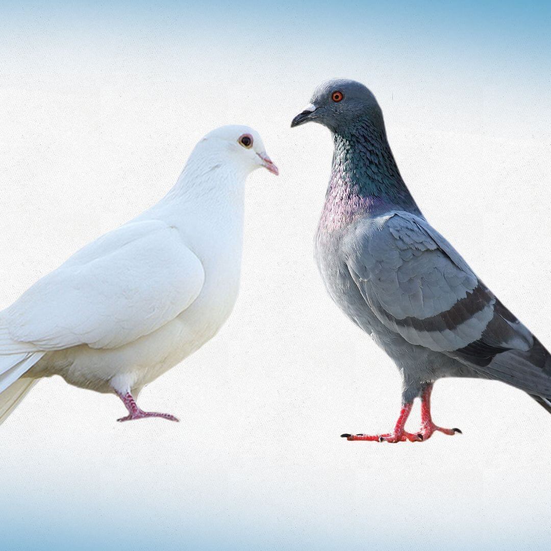 Doves & Pigeons