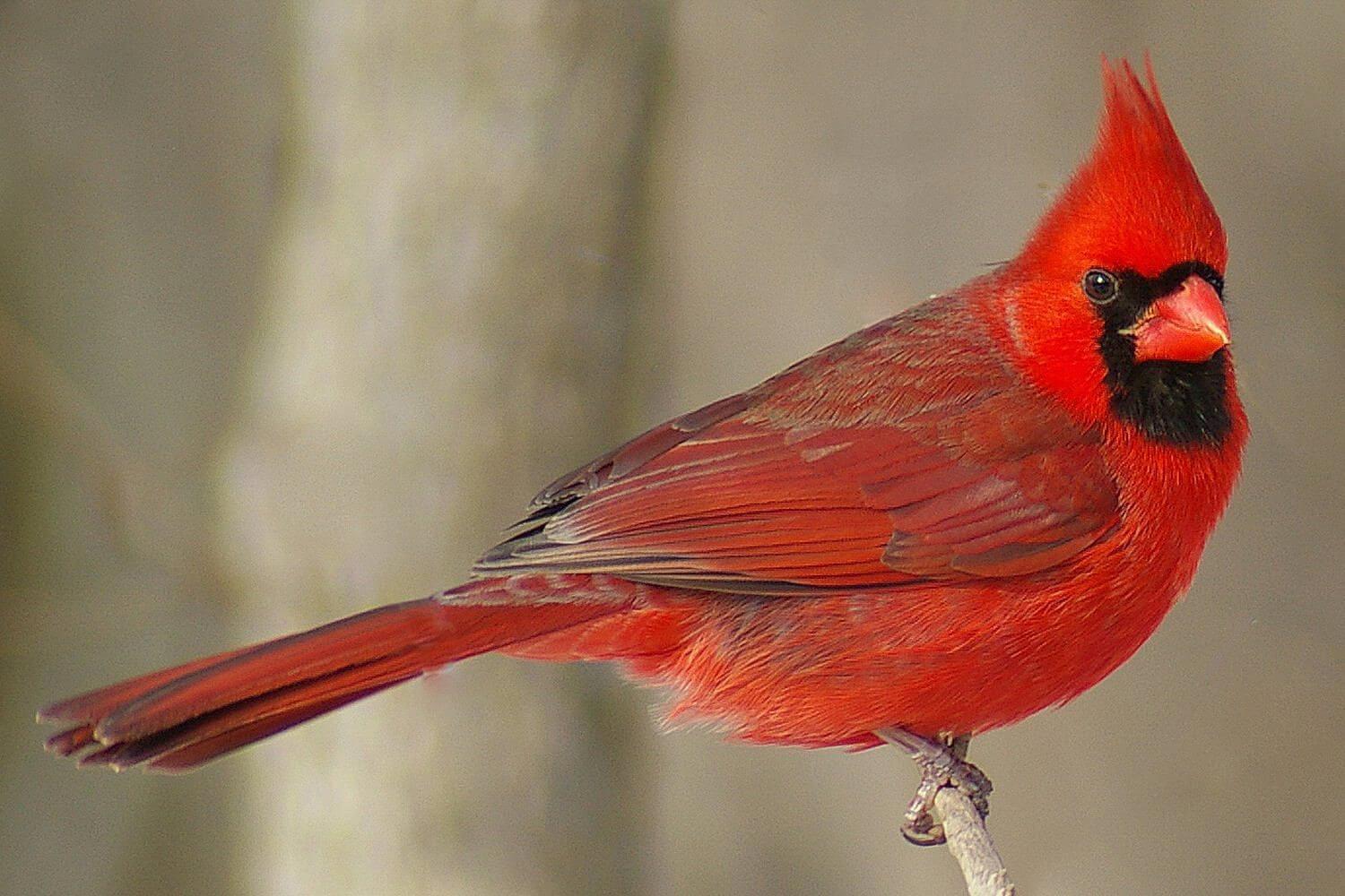 Northern Cardinals