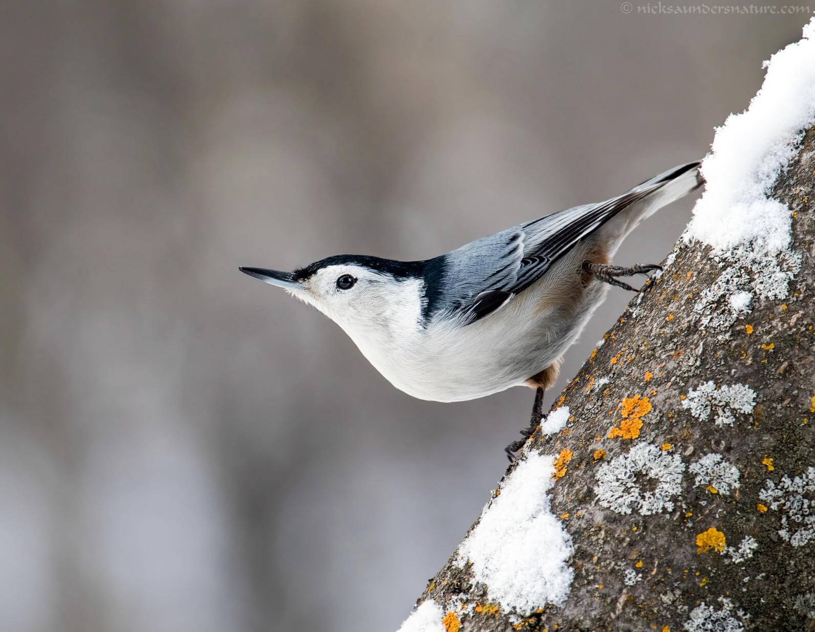 Nuthatches