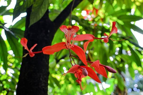 Orchid Tree