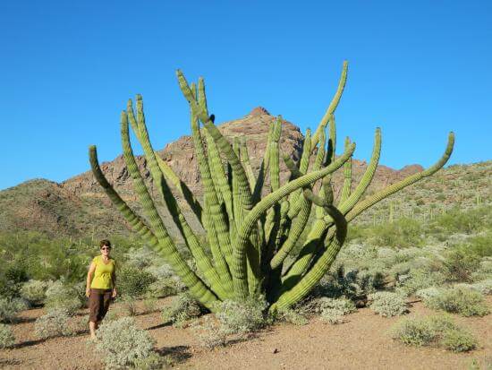 Organ Pipe Cactus