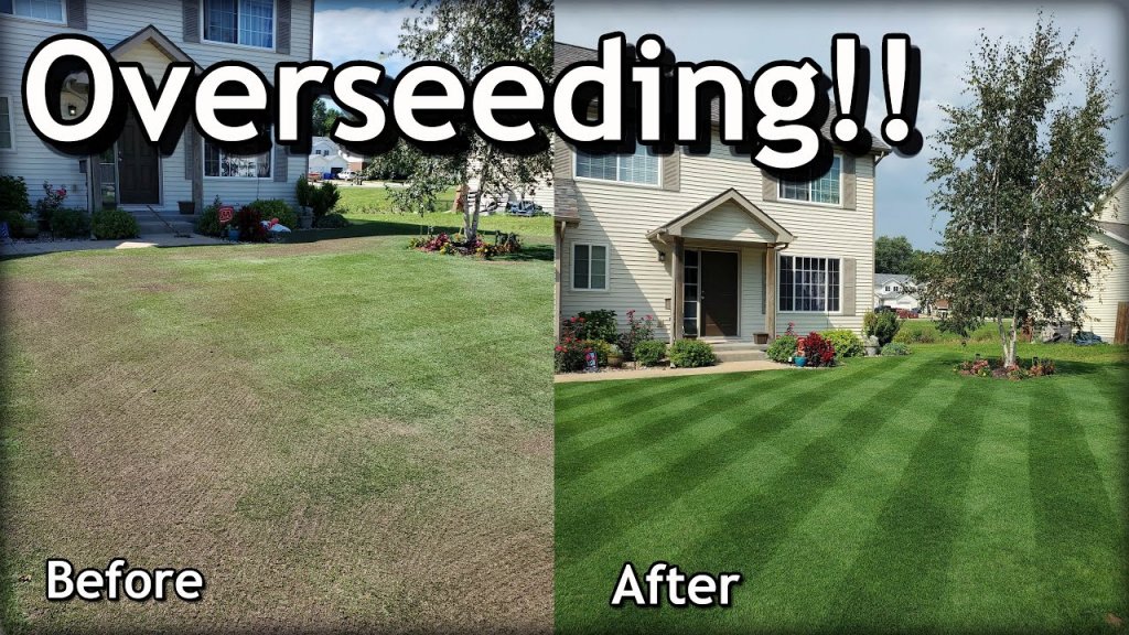 Overseed a Lawn