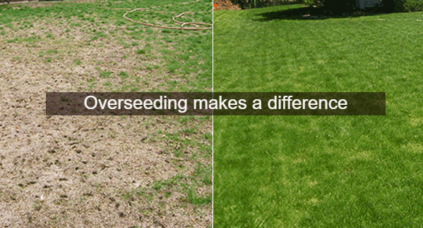 Overseed