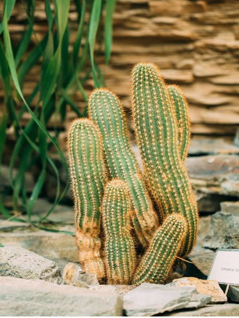 Peanut Cactus