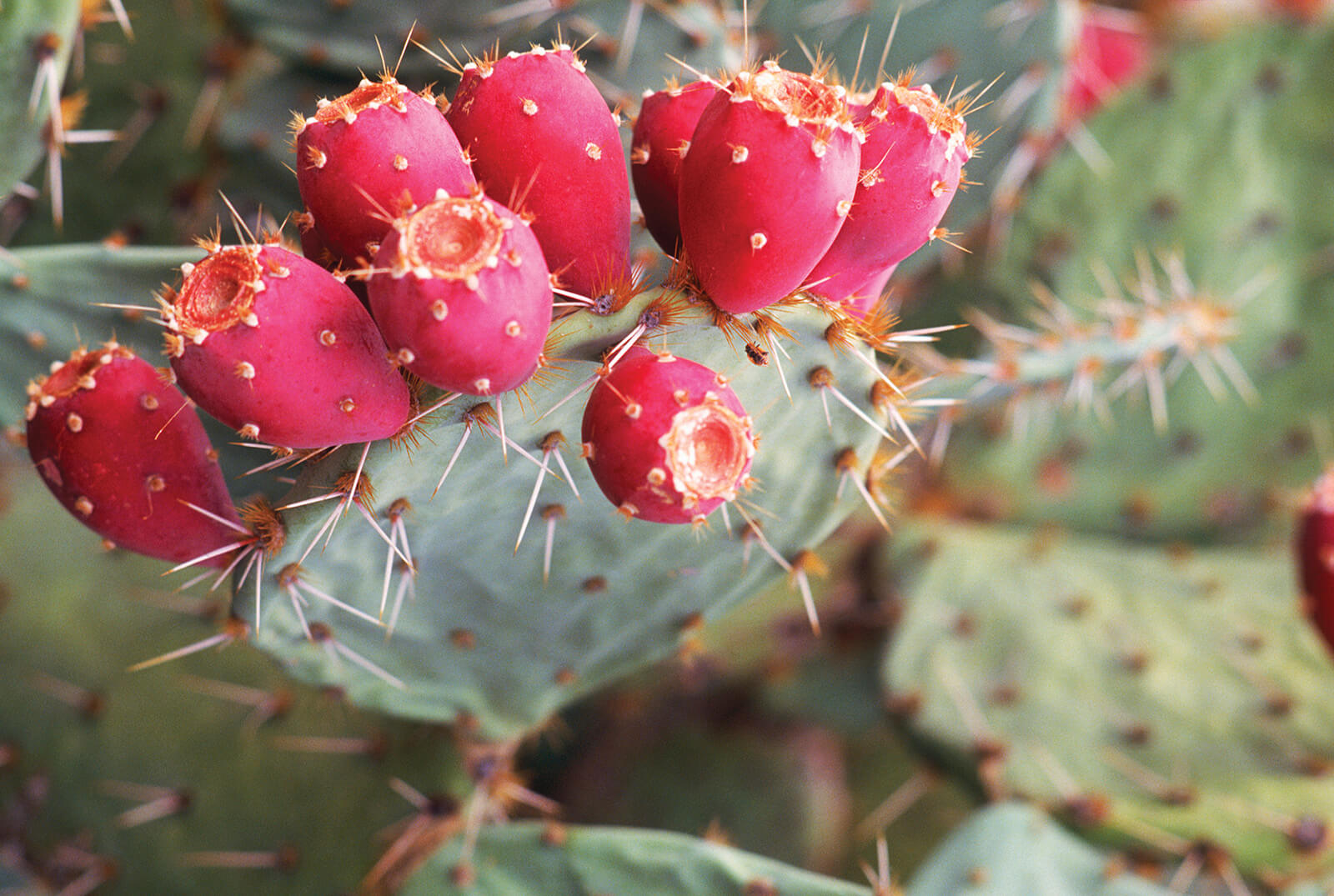 Prickly Pears