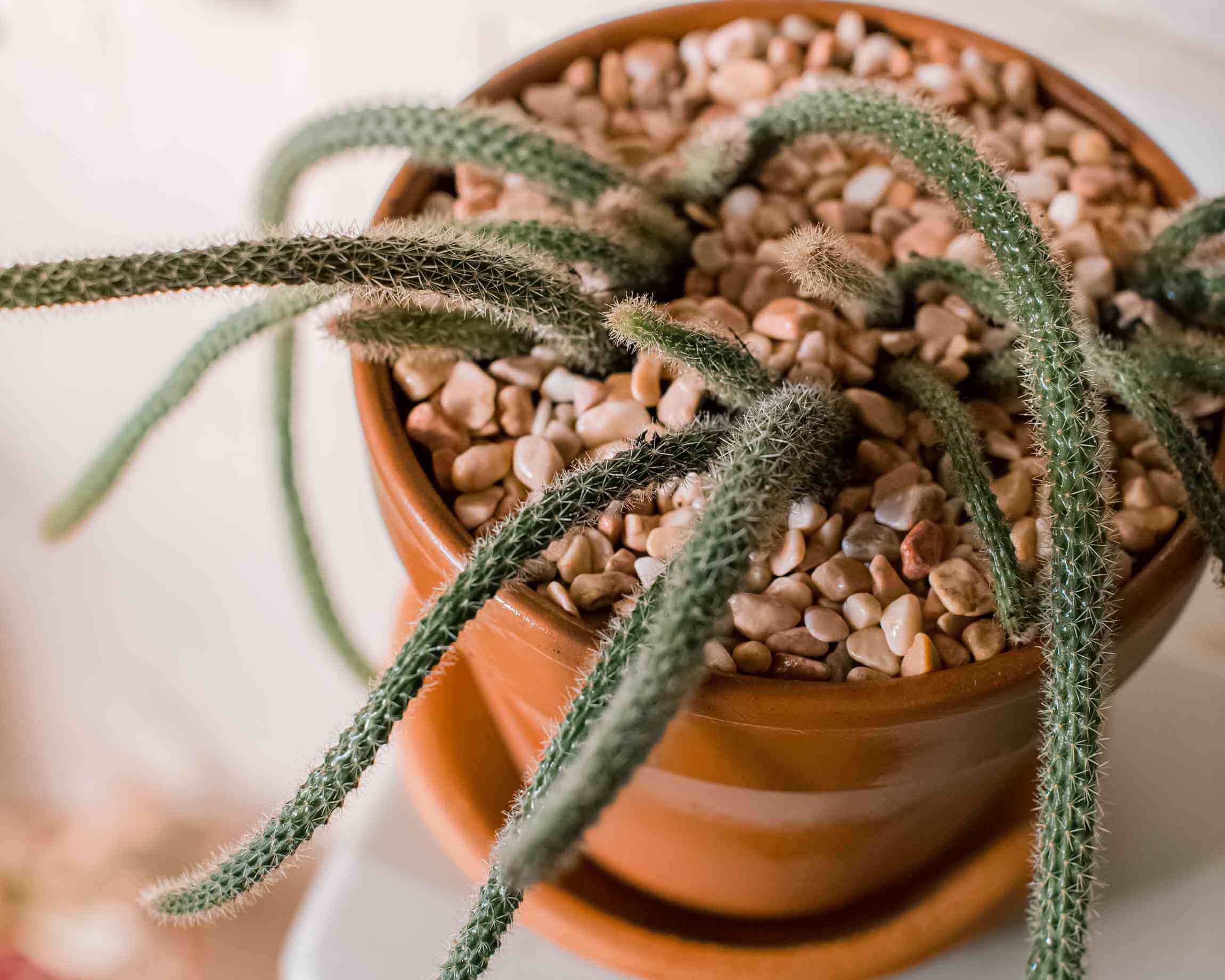 Rat Tail Cactus