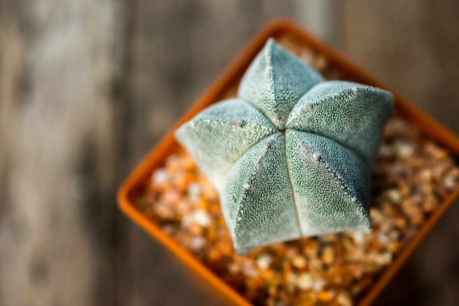 Star Cactus
