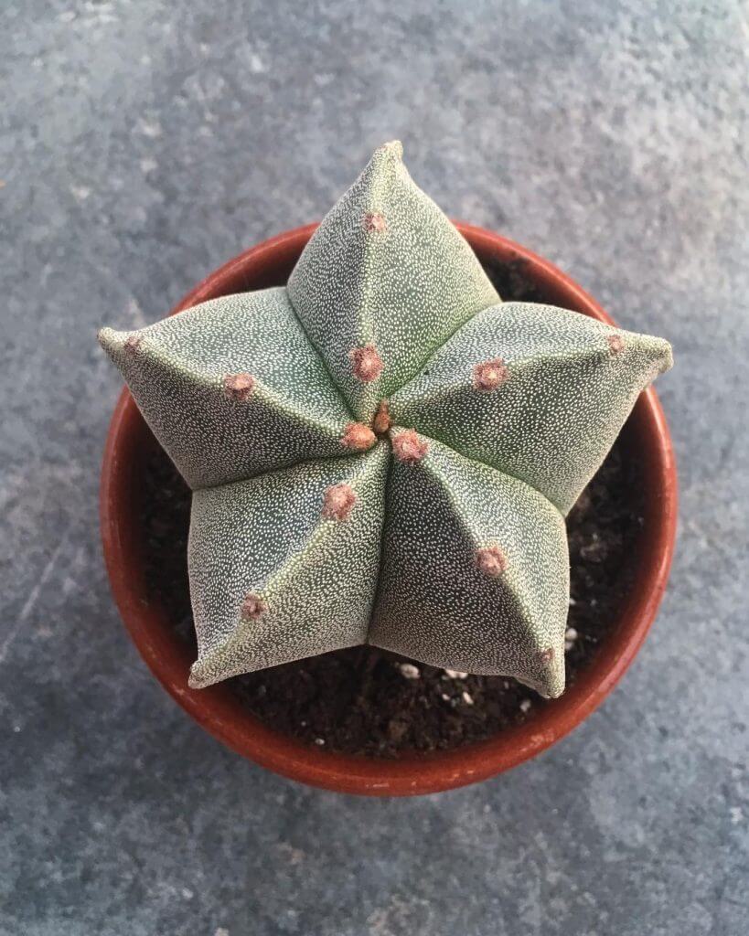 Star Cactus