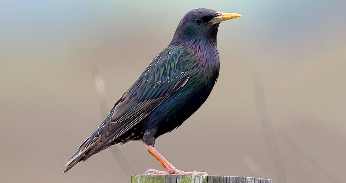 Starlings