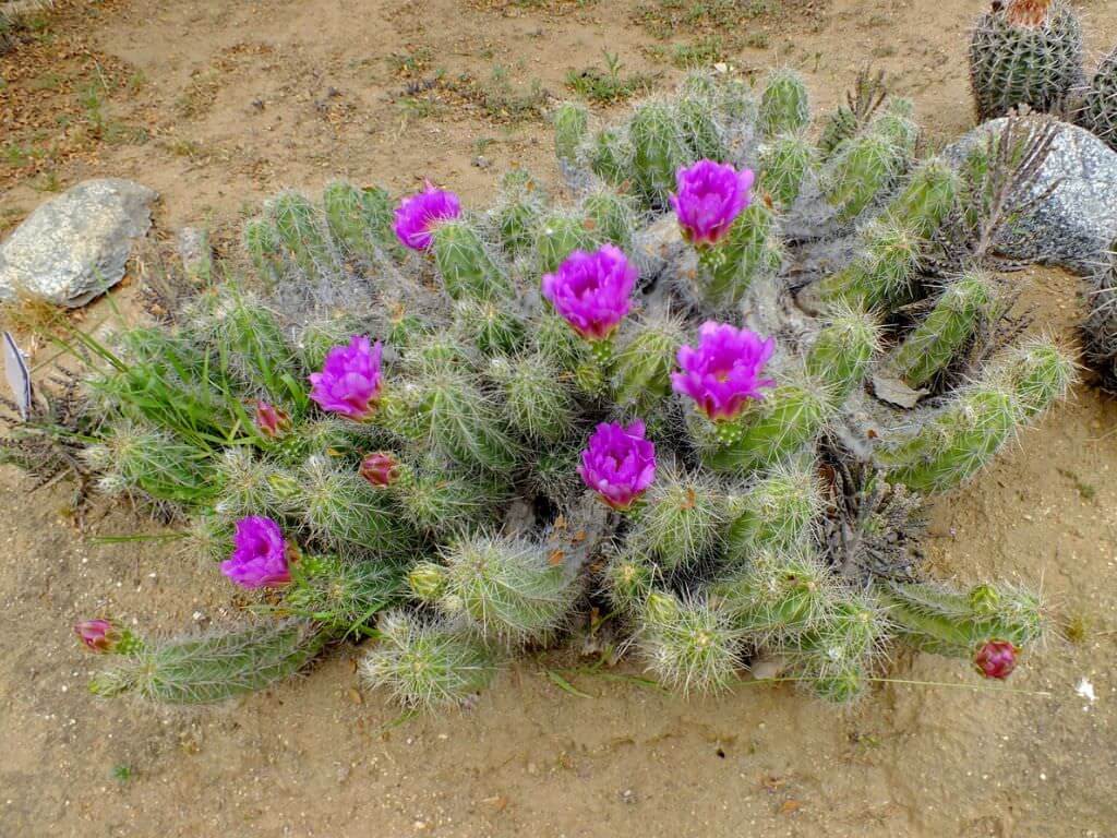 Strawberry Cactus