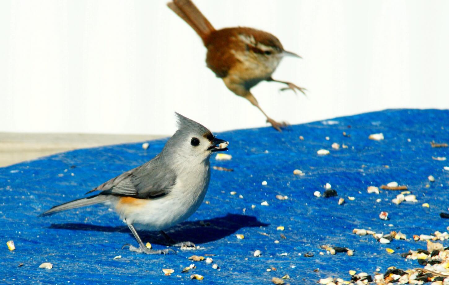 Titmice and Wrens