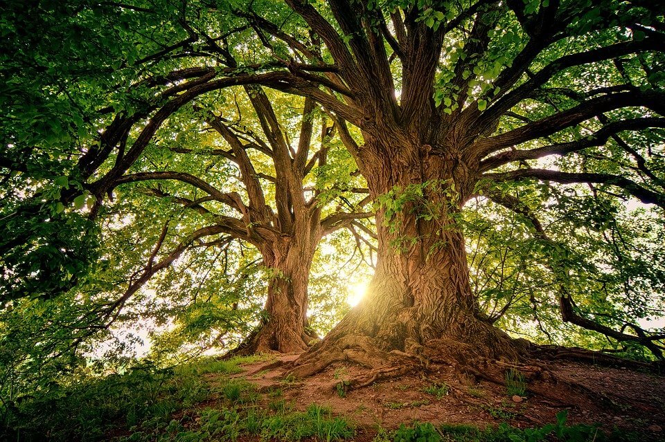 Tree with Sunlight